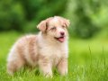 Mavi Gözlü Red Merle border Collie yavrular 