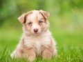 Mavi Gözlü Red Merle border Collie yavrular 