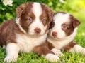 Çikolata beyaz Chocolate border Collie yavrular 
