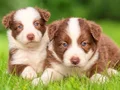Çikolata beyaz Chocolate border Collie yavrular 