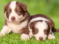 Çikolata beyaz Chocolate border Collie yavrular 