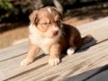 Aussie Avustralya Çoban Köpeği 