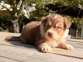 Aussie Avustralya Çoban Köpeği 