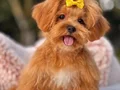 Mini Boy Dişi  Maltipoo Yavru 