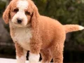 Labradoodle Yavrular 