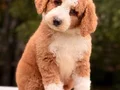 Labradoodle Yavrular 