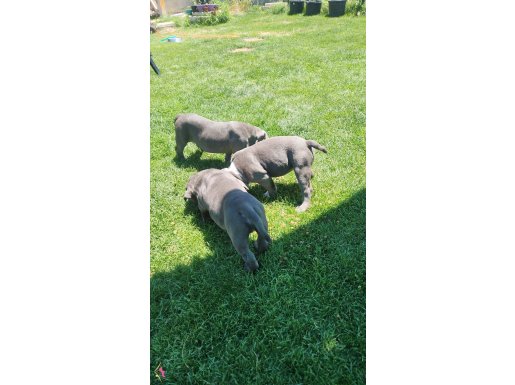 American bully ırk ve sağlık garantili anne baba secereli