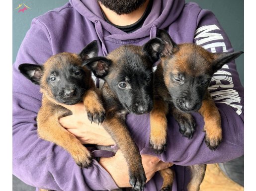 Gerçek Malinois Arayanlara Kaliteli Yavrular