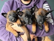 Gerçek Malinois Arayanlara Kaliteli Yavrular