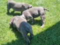 American bully ırk ve sağlık garantili anne baba secereli