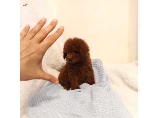 Red brown dişi toy poodle