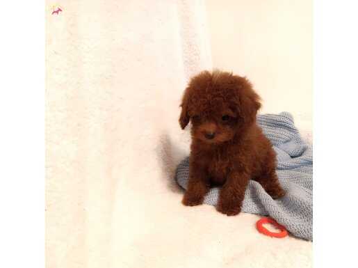 Koyu kırmızı orijinal dişi toy poodle