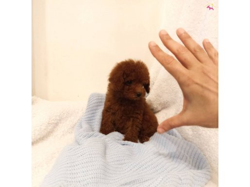 Red brown dişi toy poodle