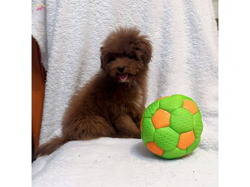 RED BROWN ERKEK TOY POODLE 