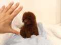 Red brown dişi toy poodle