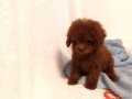 Koyu kırmızı orijinal dişi toy poodle