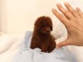 Red brown dişi toy poodle
