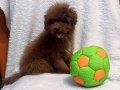 RED BROWN ERKEK TOY POODLE 