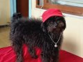 MAMA KARŞILIĞI ERKEK TOY POODLE