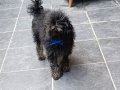 MAMA KARŞILIĞI ERKEK TOY POODLE