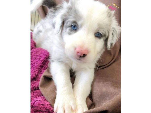 AKIL KÜPÜ BORDER COLLİE YAVRULAR 