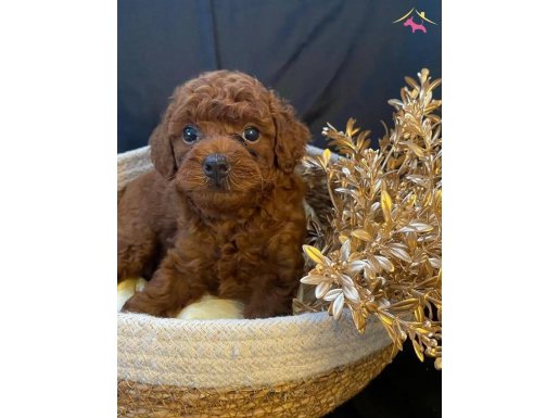 Sevimlilik garantili mini poodle yavrular