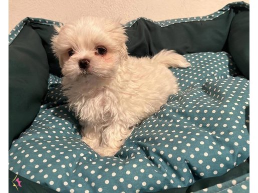 MALTESE MİNİ PUPPY
