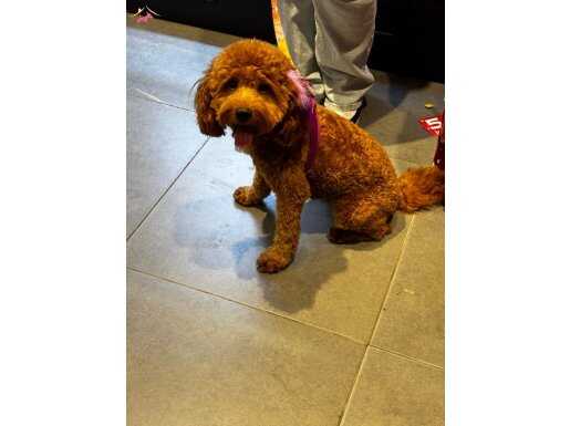 Standart poodle dişi 