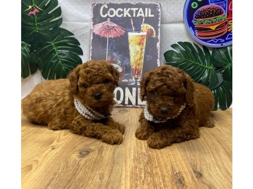 Kore poodle yavrularımız 