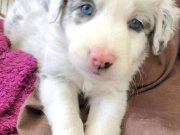 AKIL KÜPÜ BORDER COLLİE YAVRULAR 