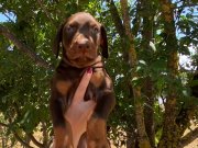 KIZIL KİNG DOBERMAN YAVRULAR 