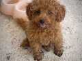 MİNİ TOY POODLE YAVRULAR 