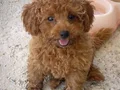 MİNİ TOY POODLE YAVRULAR 