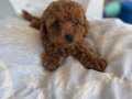 MİNİ TOY POODLE YAVRULAR 