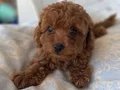 MİNİ TOY POODLE YAVRULAR 