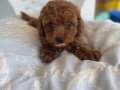 MİNİ TOY POODLE YAVRULAR 