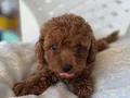 MİNİ TOY POODLE YAVRULAR 