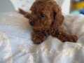 MİNİ TOY POODLE YAVRULAR 