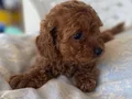 MİNİ TOY POODLE YAVRULAR 