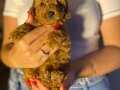 MİNİ TOY POODLE YAVRULAR 