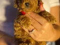 MİNİ TOY POODLE YAVRULAR 