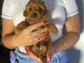 MİNİ TOY POODLE YAVRULAR 