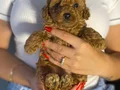 MİNİ TOY POODLE YAVRULAR 