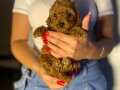 MİNİ TOY POODLE YAVRULAR 