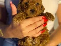 MİNİ TOY POODLE YAVRULAR 