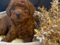 Sevimlilik garantili mini poodle yavrular