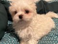 MALTESE MİNİ PUPPY