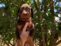 KIZIL KİNG DOBERMAN YAVRULAR 