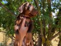 KIZIL KİNG DOBERMAN YAVRULAR 
