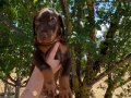 KIZIL KİNG DOBERMAN YAVRULAR 